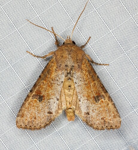 Apamea alia Guenée, 1852