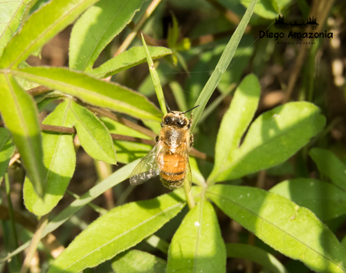 photo of Western Honey Bee (Apis mellifera)