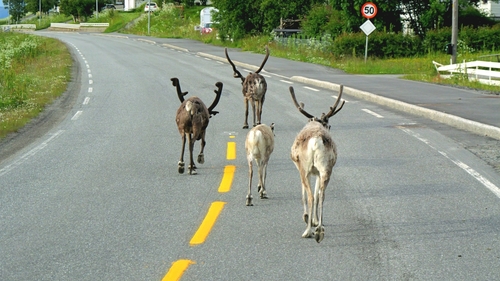 Caribou