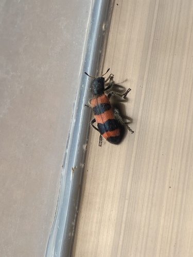 Trichodes sinae