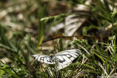 Asian Green-veined White
