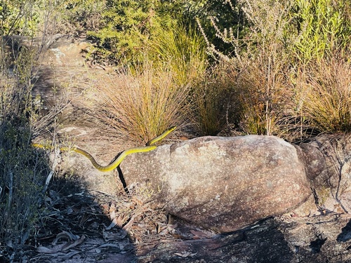 Common Tree Snake sighting