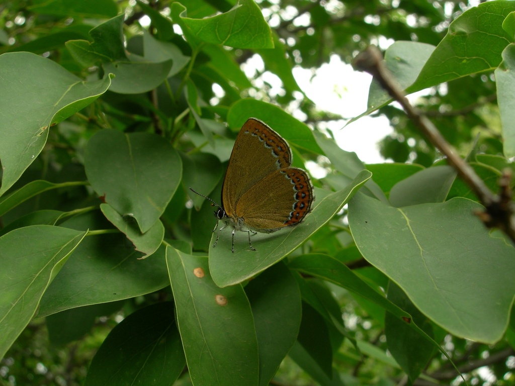 Artopoetes praetextatus in May 2019 by 毕明磊 · iNaturalist