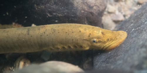 Ohio Lamprey