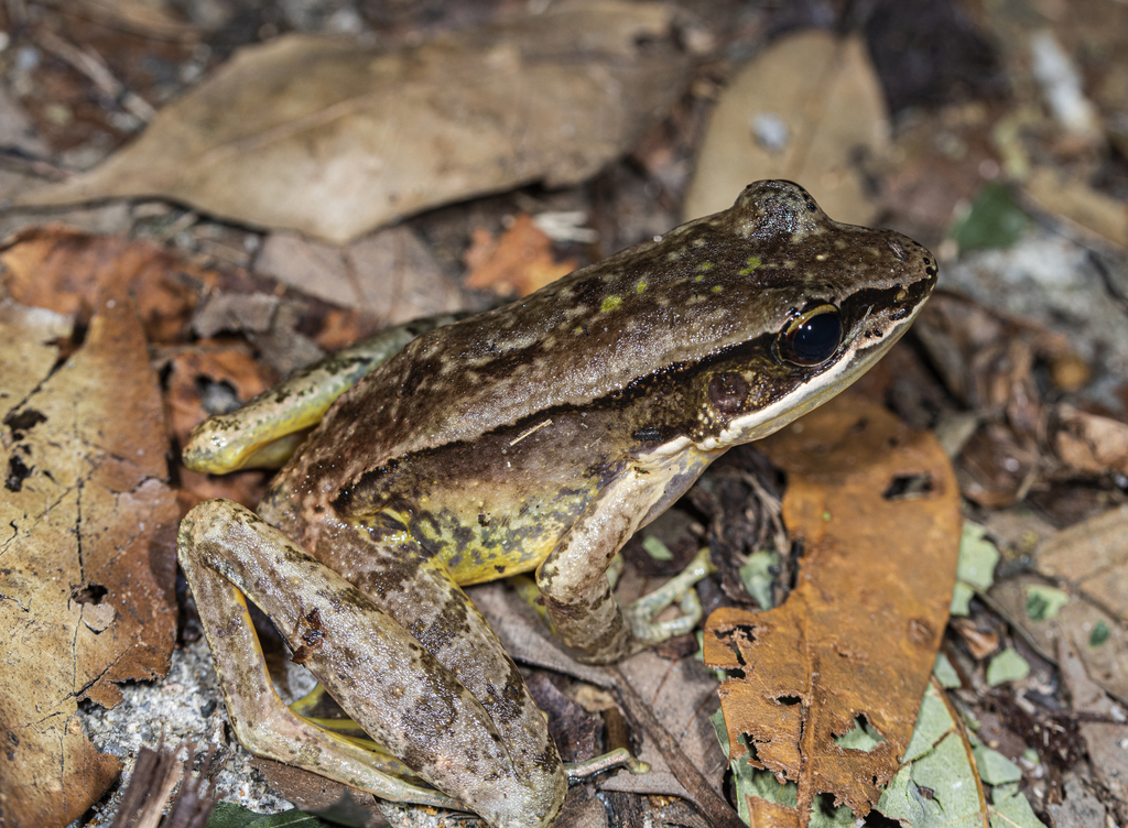Chebaling Bamboo-leaf Frog