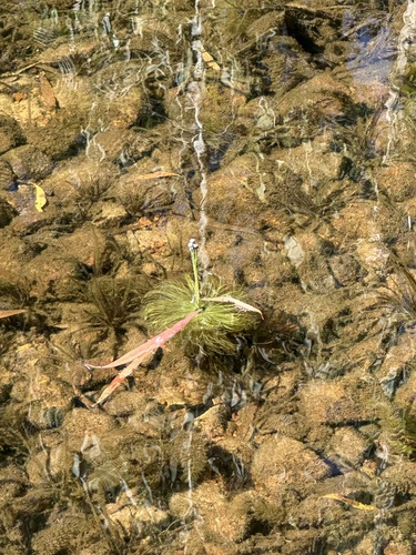 Eriocaulon setaceum