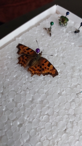 European Comma