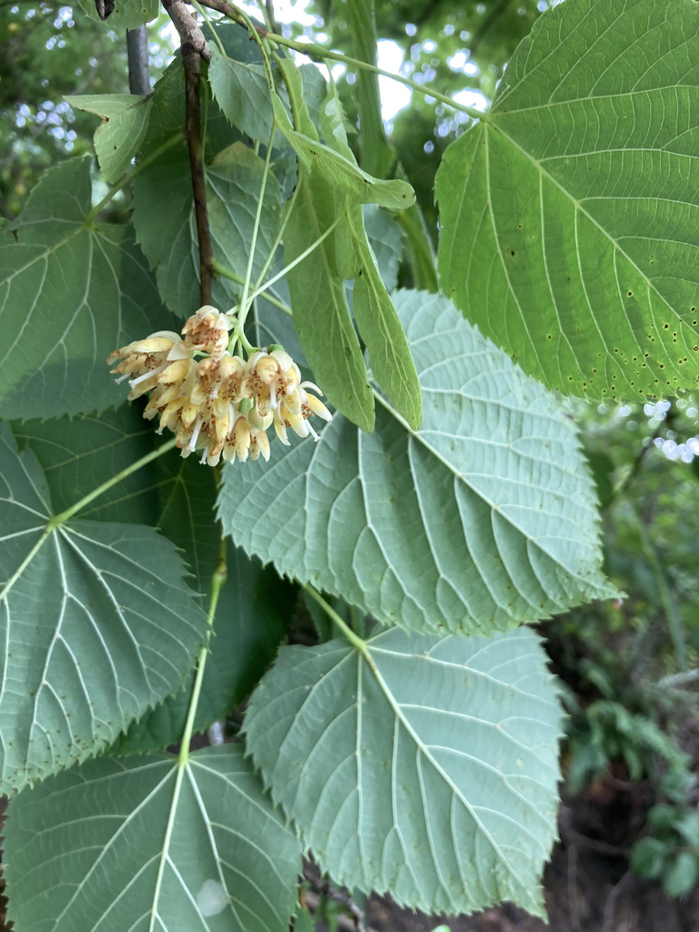 Tilia americana