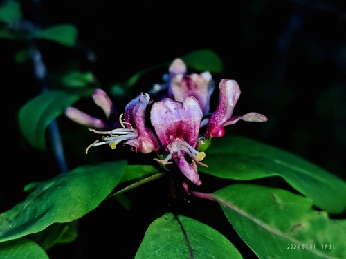 Lonicera nervosa