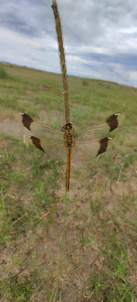 Banded Darter from Bayannuur, Bulgan, Mongolia on June 24, 2024 at 10: ...
