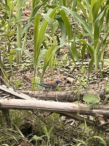 Red-cheeked Cordonbleu
