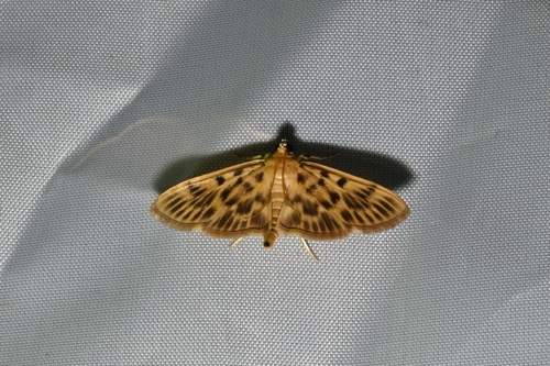 Mimetebulea arctialis