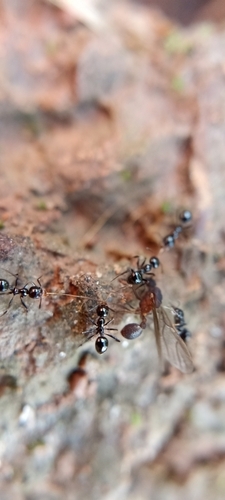 Pheidole gertrudaePheidole gertrudae