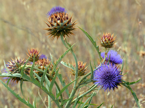 Cynara cardunculus ssp. cardunculus