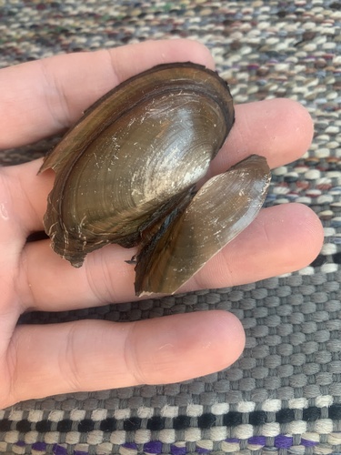 Cylindrical Papershell