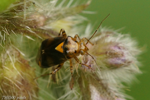 Three Spotted Nettle Bug