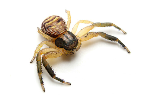 Xysticus texanus