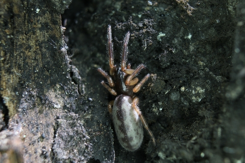 Snake-back Spider