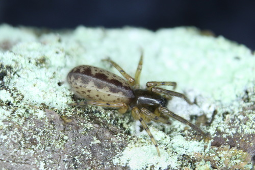 Snake-back Spider