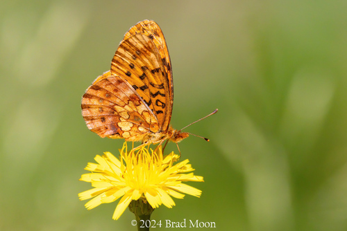 Pacific Fritillary