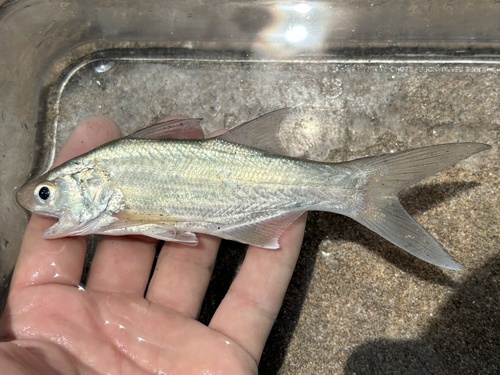 Blue Bobo (Polydactylus approximans)