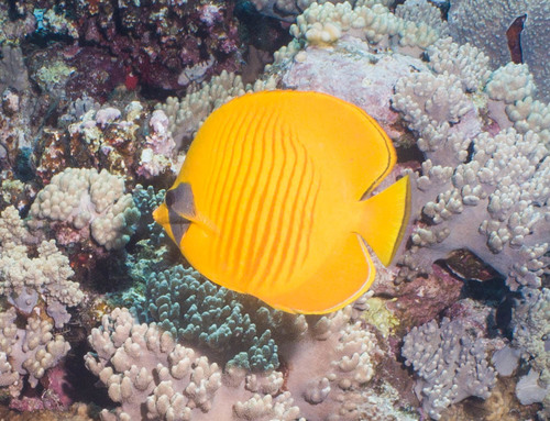 Masked Butterflyfish — seen at this dive site