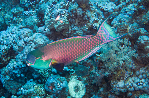 Steephead Parrotfish