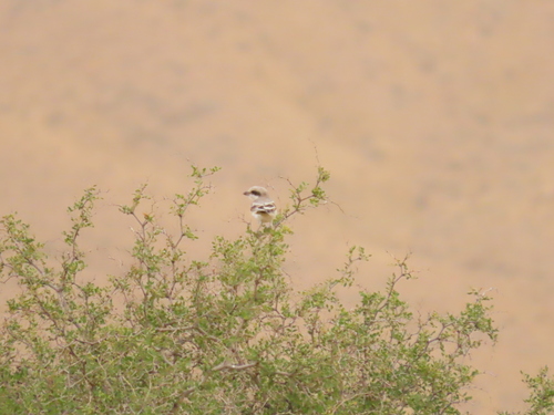 Great Gray Shrike