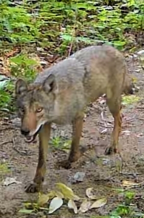 Eastern Wolf in July 2024 by kb5799. Photo captured on trail camera ...