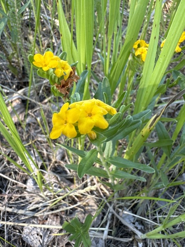 hoary puccoon