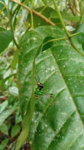 Arachnoscelis meriti
