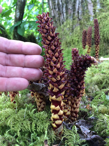 Northern Groundcone