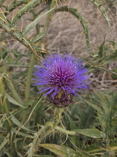 iNaturalist observation photo of Artichoke Thistle