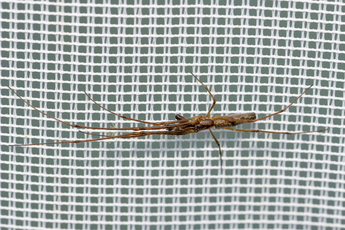 Tetragnatha nigrita
