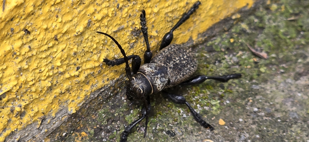 Cactus Longhorn Beetles from Equipamiento Periférico Picacho Ajusco ...