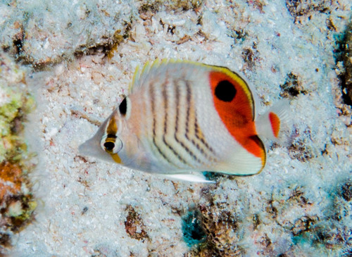Crown Butterflyfish
