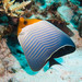 Orangeface Butterflyfish - Photo (c) Lesley Clements, all rights reserved