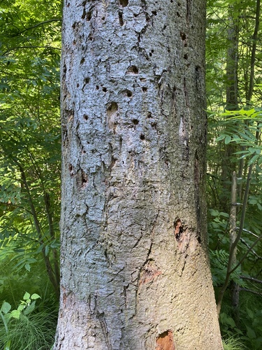 Siberian pine