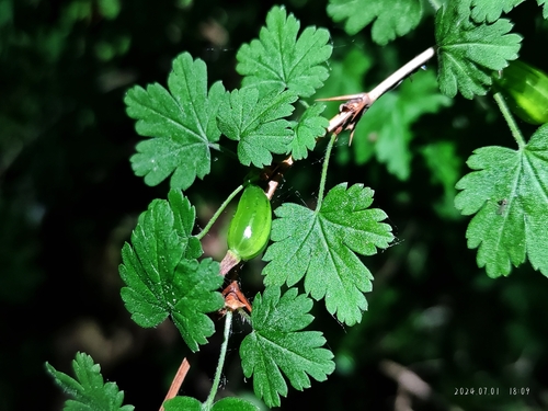 Ribes stenocarpum
