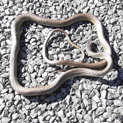 Common Tree Snake sighting