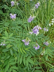 common milkpea