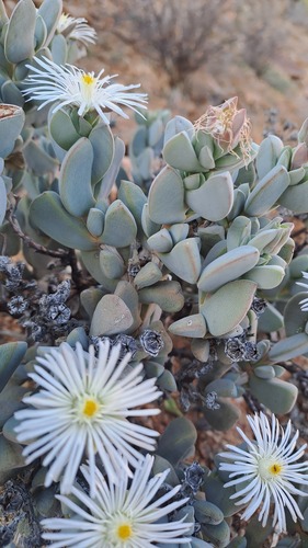 Antimima pilosula
