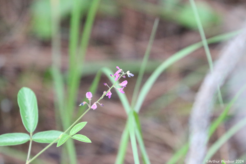 creeping beggarweed from DuPuis Wildlife & Environmental Area, FL, USA ...