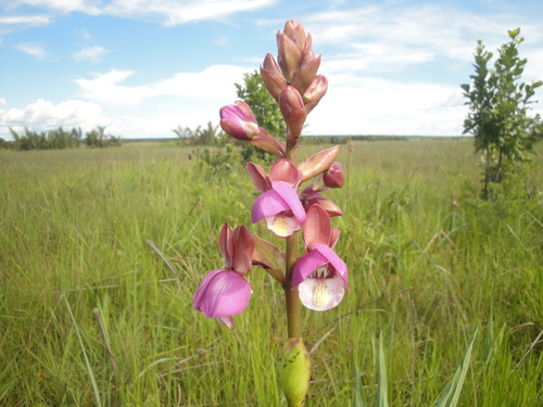 Eulophia latilabris