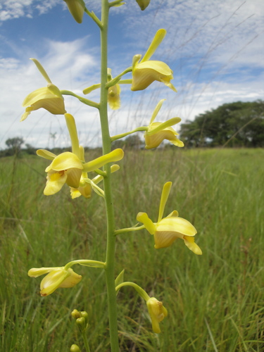 Vlei Harlequin