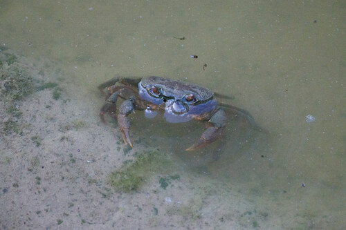 Levantine Freshwater Crab