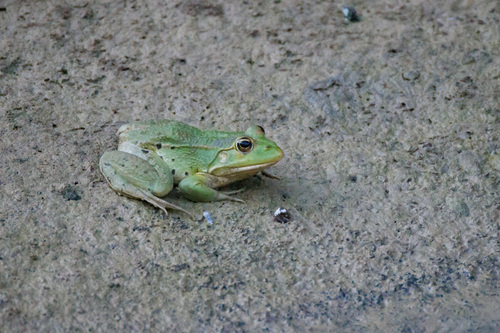 Marsh Frog