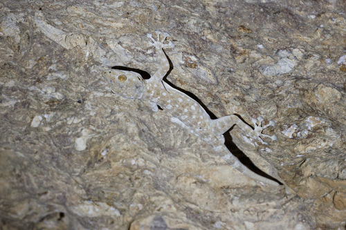 Sinai Fan-fingered Gecko