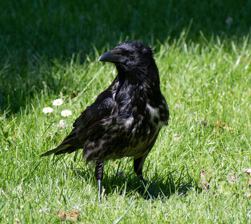 Hooded × Carrion Crow