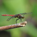 Onychothemis culminicola - Photo (c) stijn-de-win, all rights reserved, uploaded by stijn-de-win